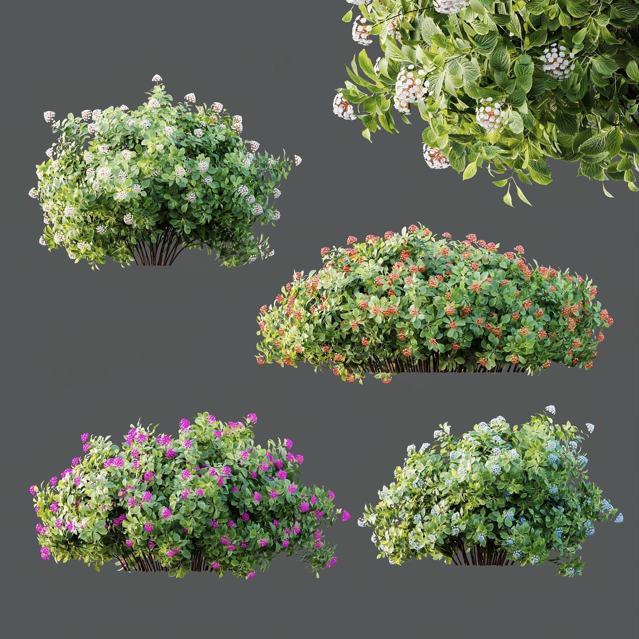 6 Different SETS of Plant Bush SET VOL155 3D Model Collection_9