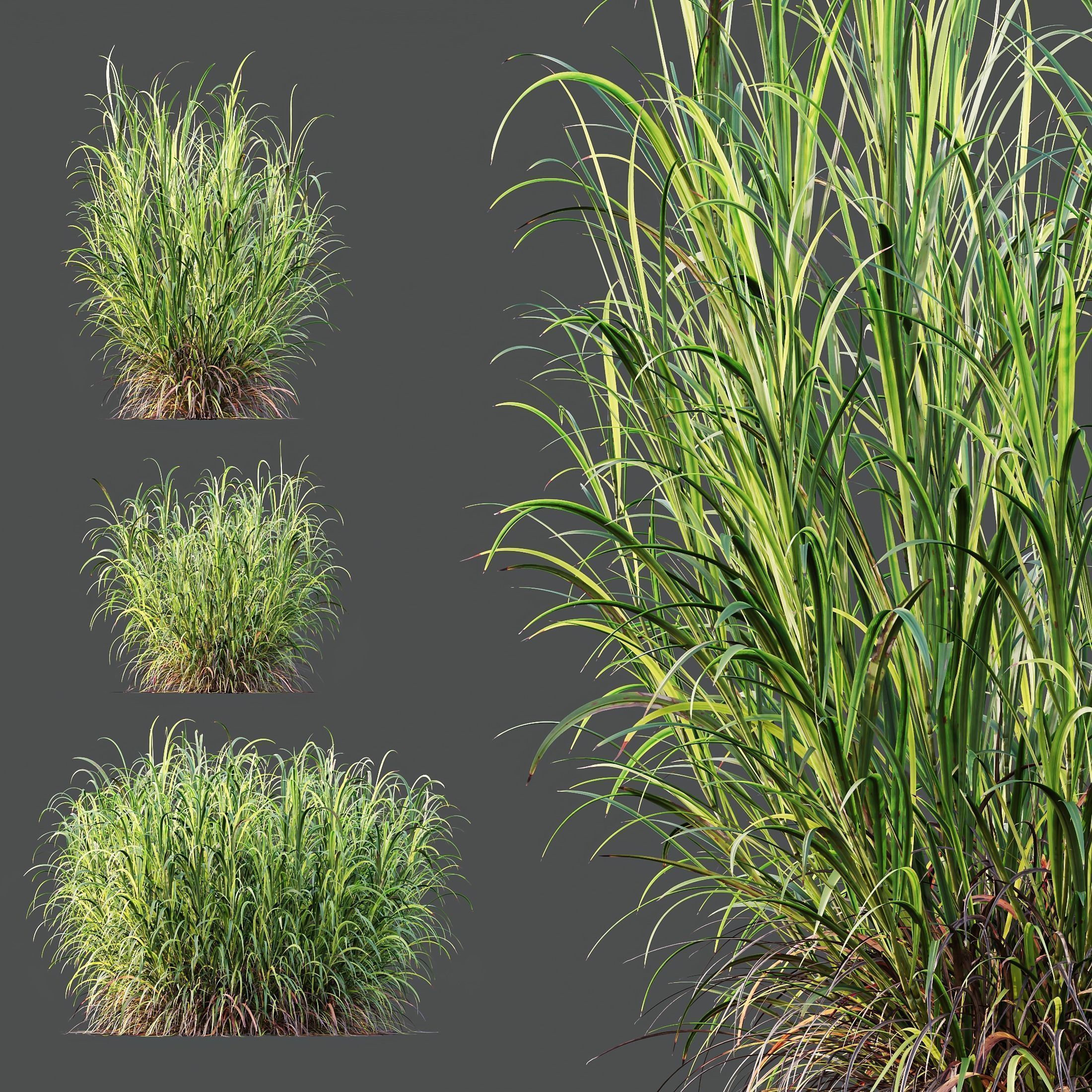6 Different SETS of Plant Bush SET VOL155 3D Model Collection_10