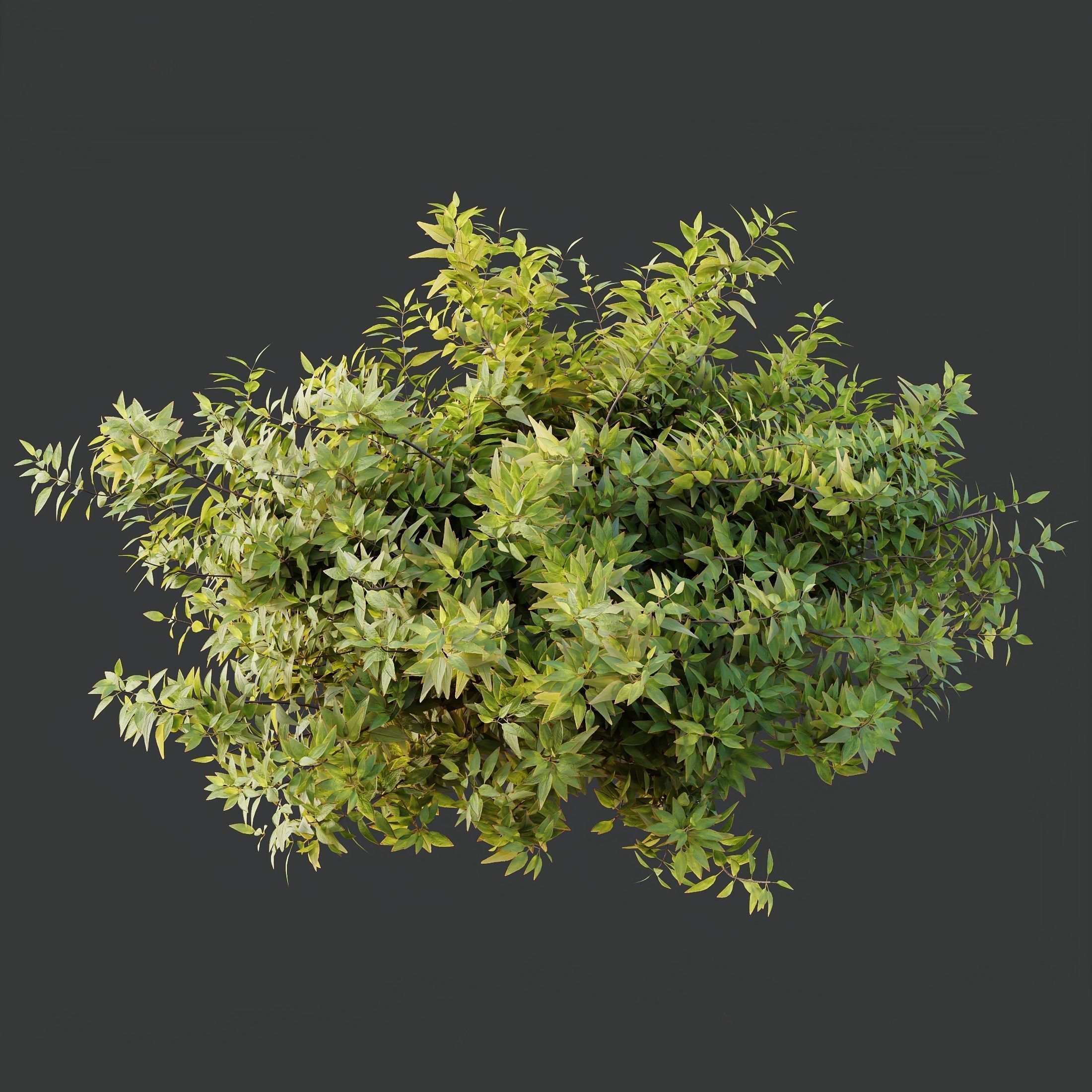 6 Different SETS of Plant Bush SET VOL155 3D Model Collection_13