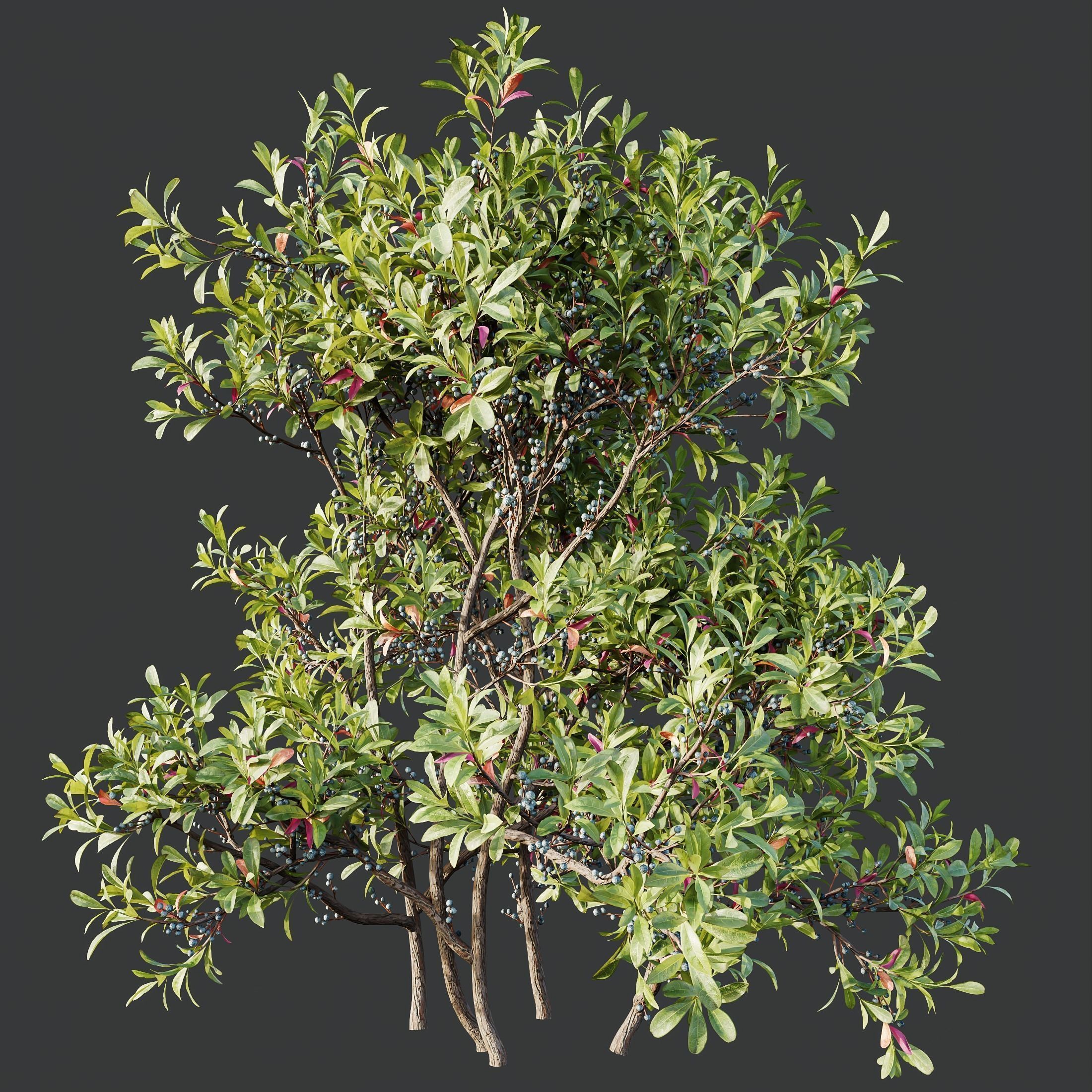 6 Different SETS of Plant Bush SET VOL155 3D Model Collection_16