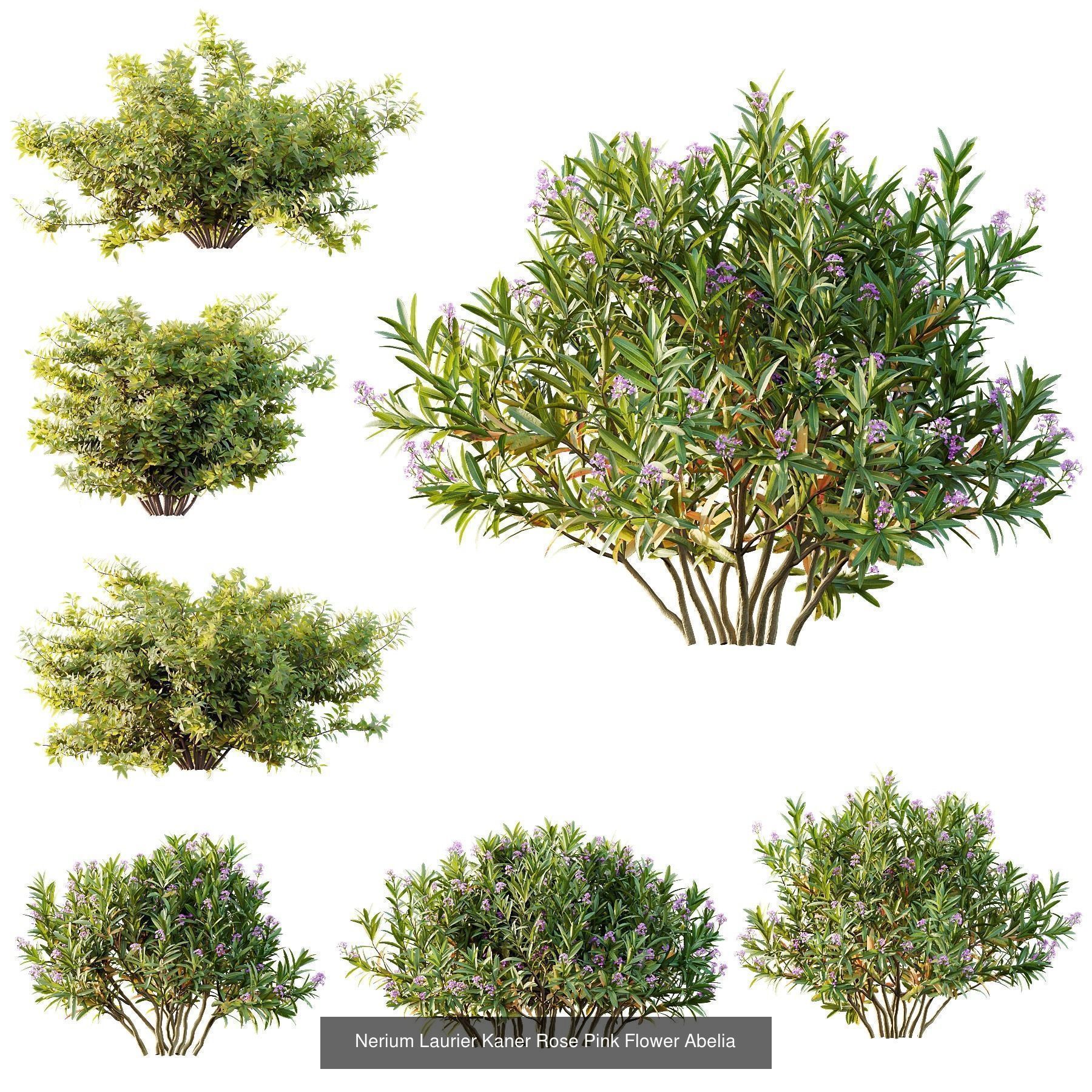 6 Different SETS of Plant Bush SET VOL155 3D Model Collection_2