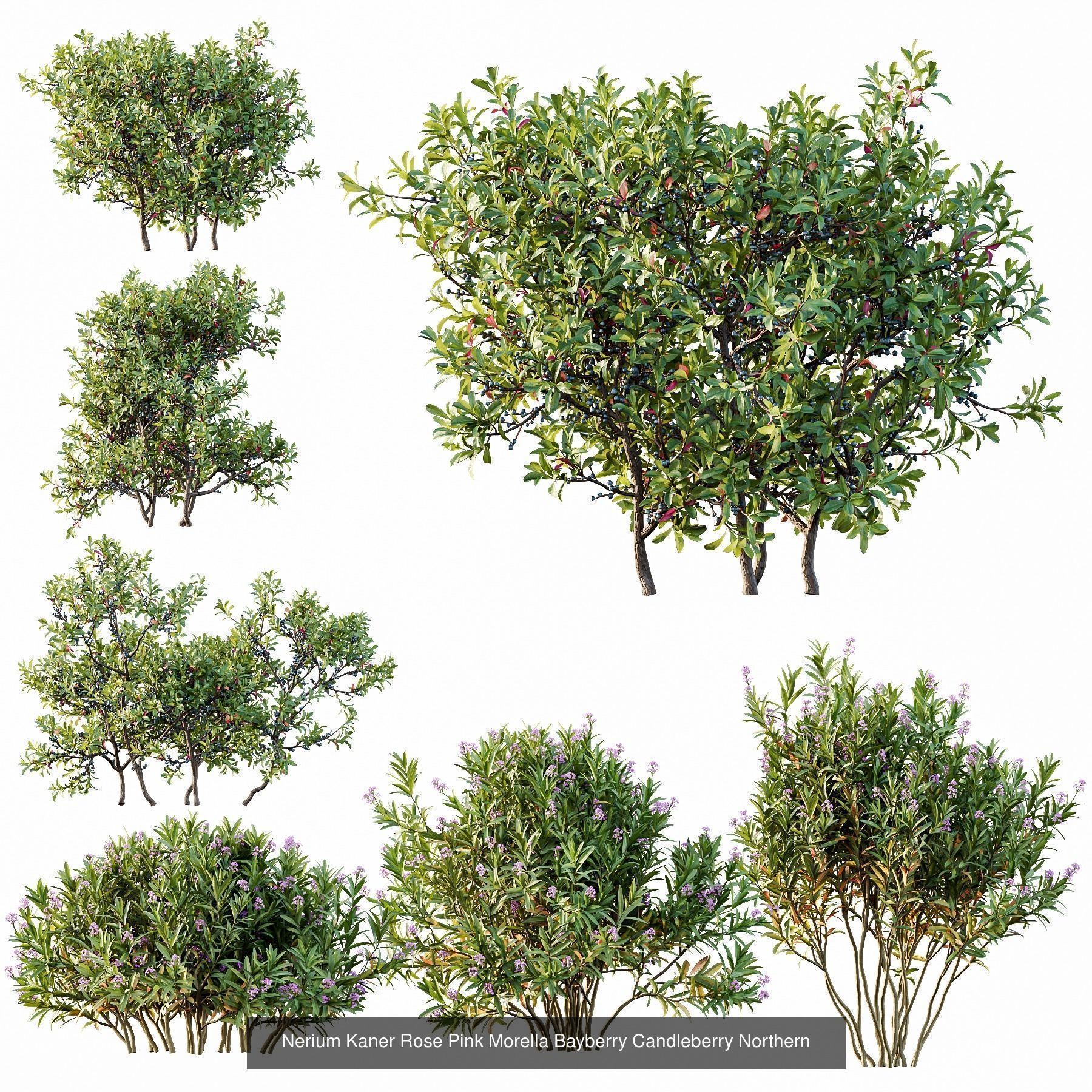 6 Different SETS of Plant Bush SET VOL155 3D Model Collection_1