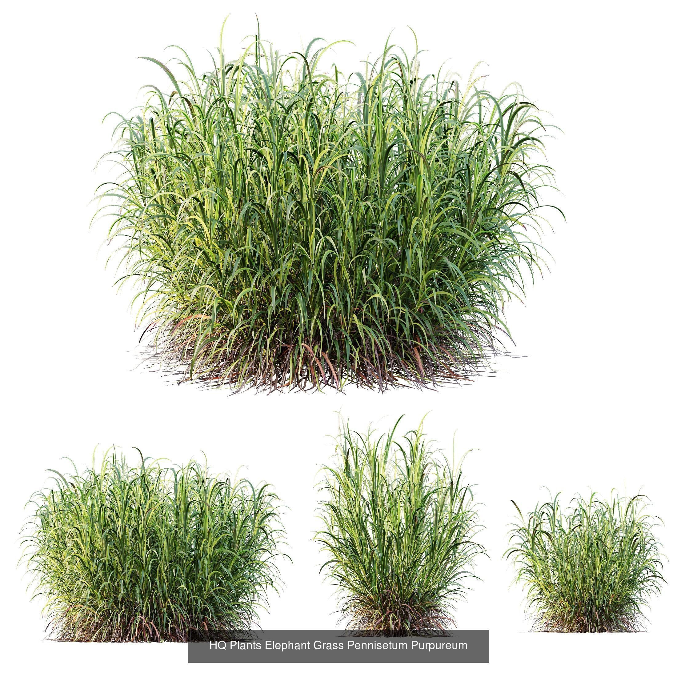 6 Different SETS of Plant Bush SET VOL155 3D Model Collection_5