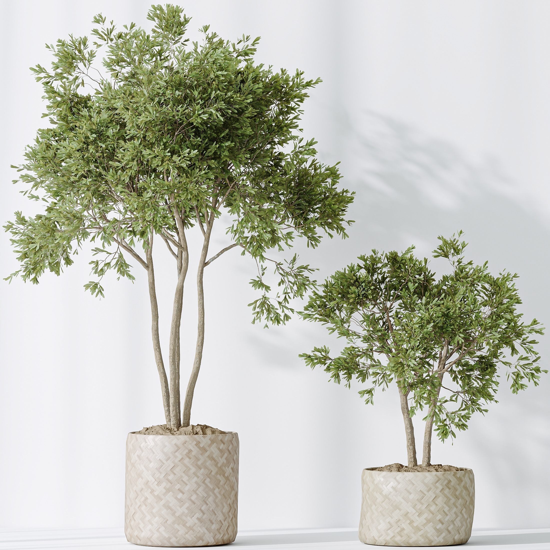 12 Different SETS of Plant Indoor SET VOL154 3D Model Collection_43