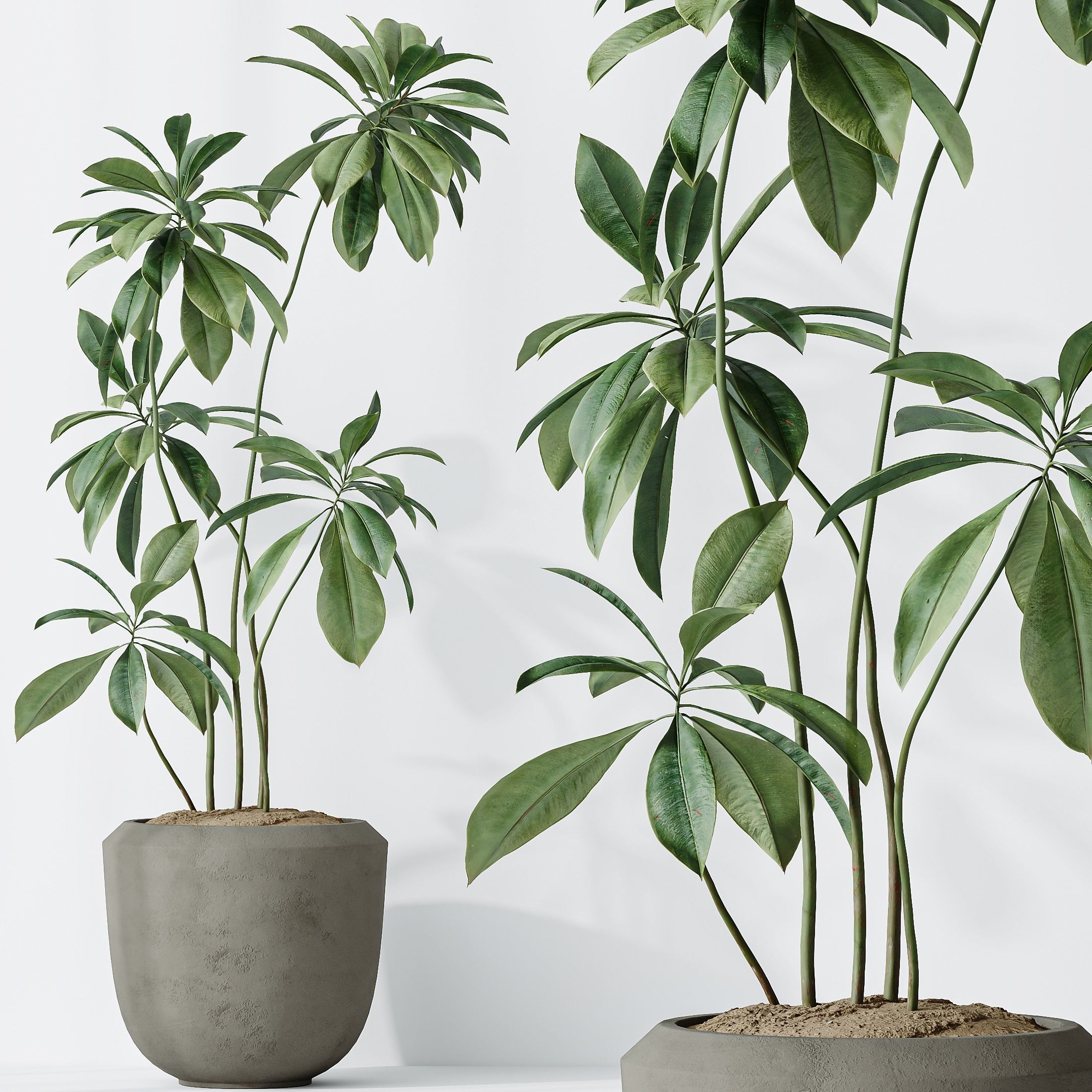 12 Different SETS of Plant Indoor SET VOL154 3D Model Collection_36