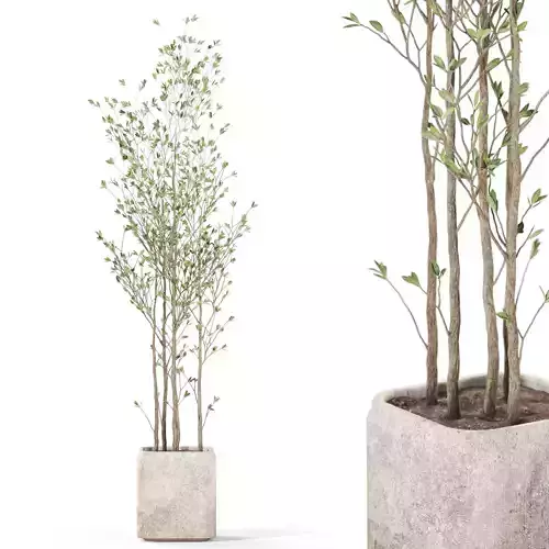 Plants collection 1108