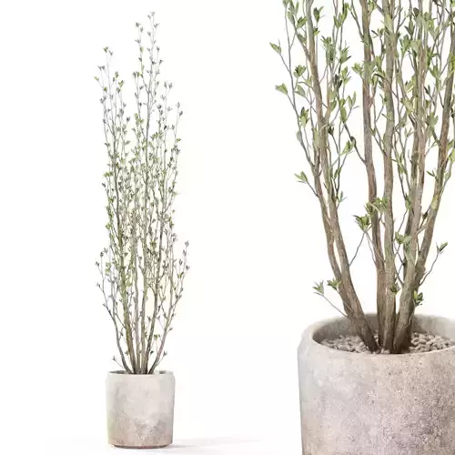 Plants collection 1109