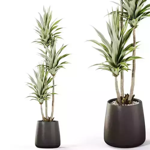 Plants collection 1111