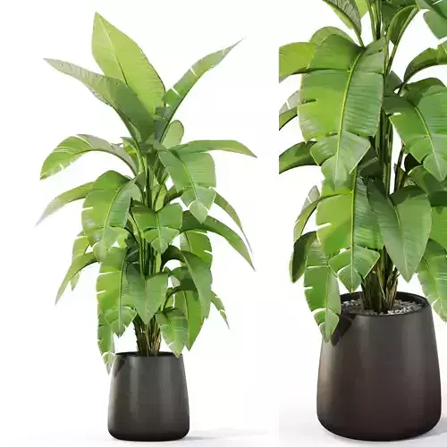 Plants collection 1113 3D model