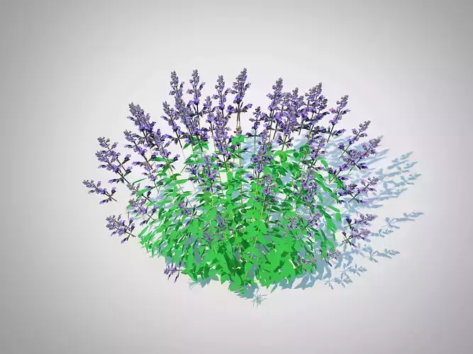 Plant Nepeta fassenii-blue catmint