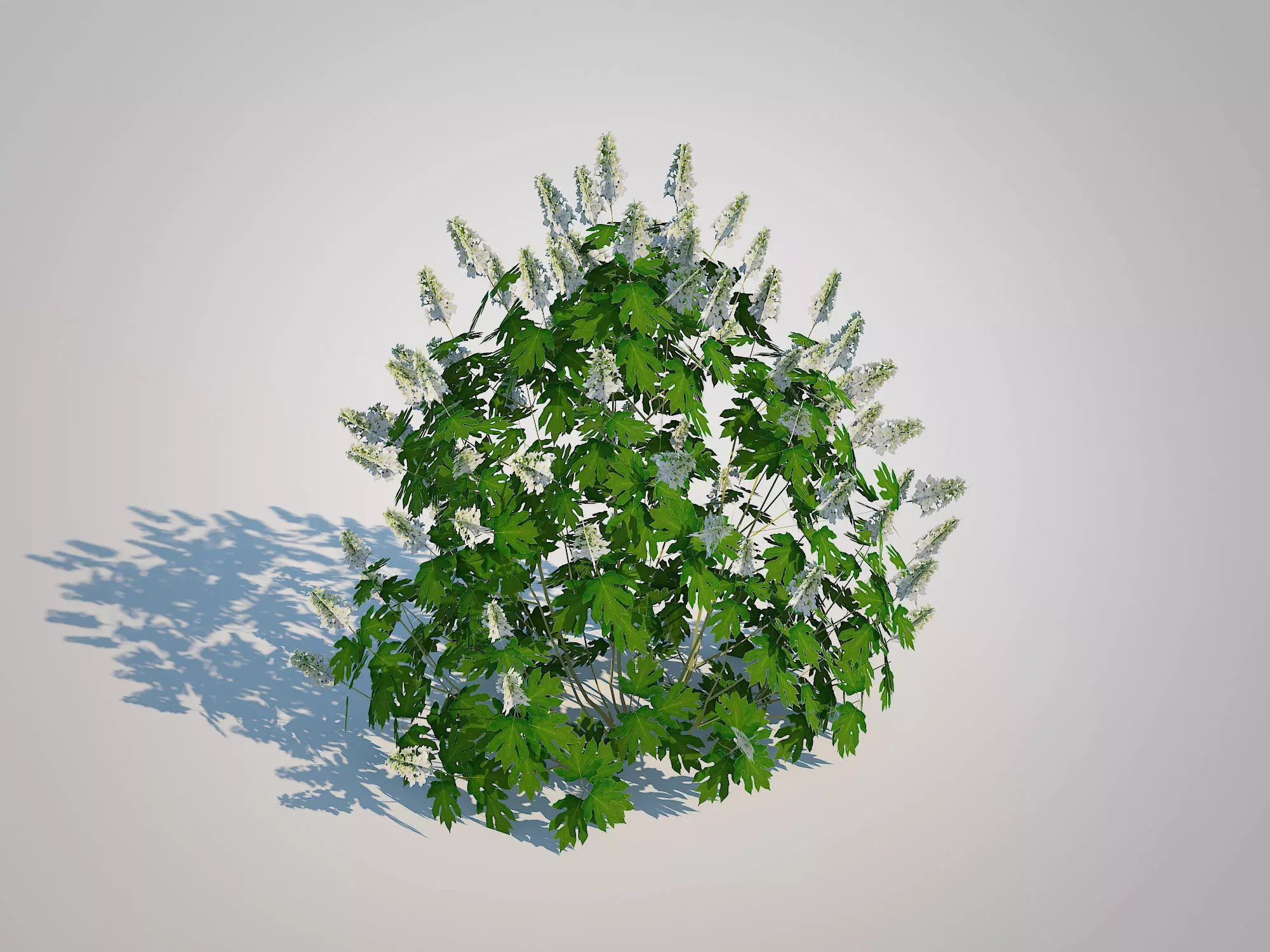 Plant Hydrangea quercifoila-Oakleaf Hydrangea Low-poly 3D model_0