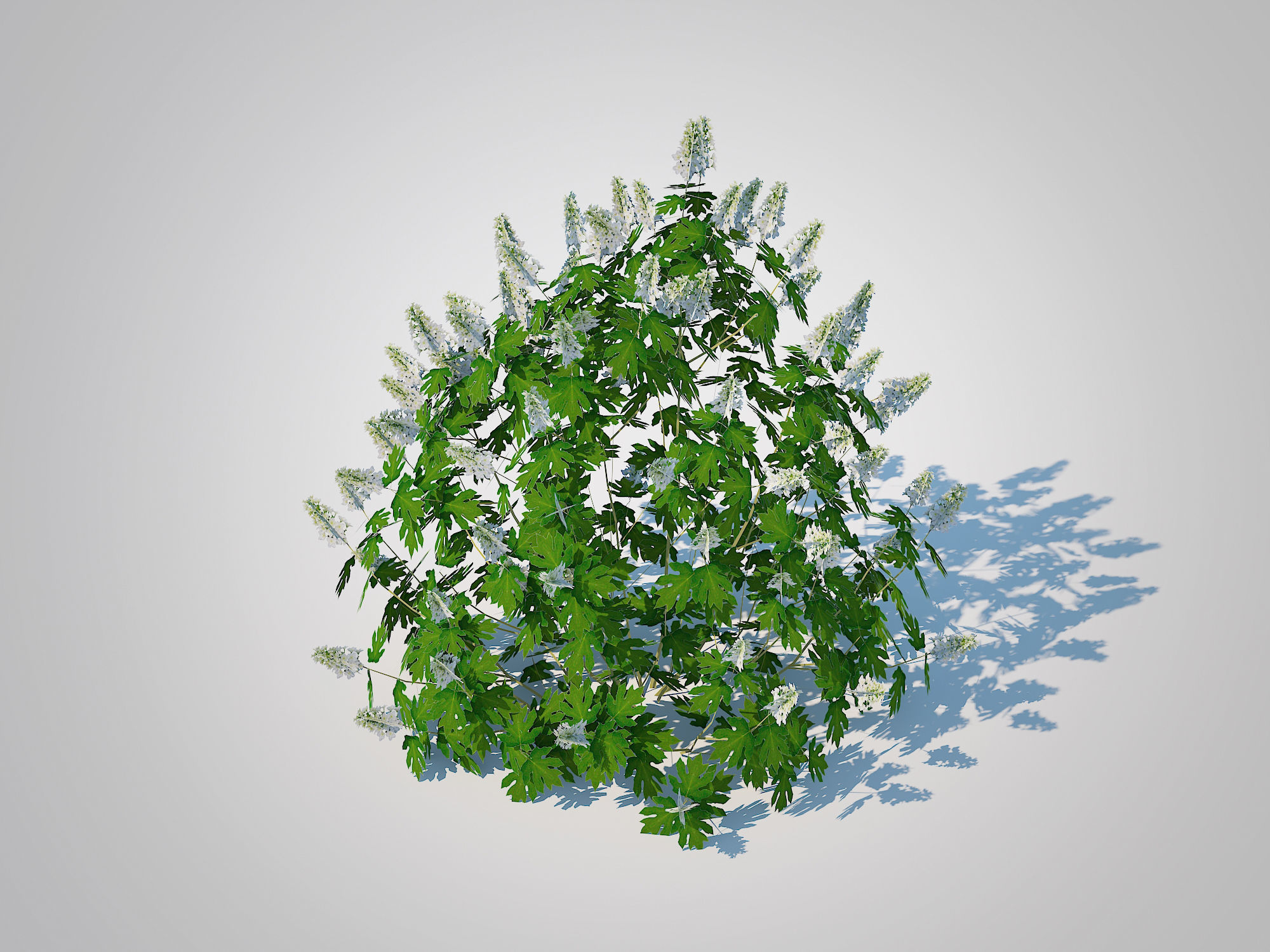 Plant Hydrangea quercifoila-Oakleaf Hydrangea Low-poly 3D model_3