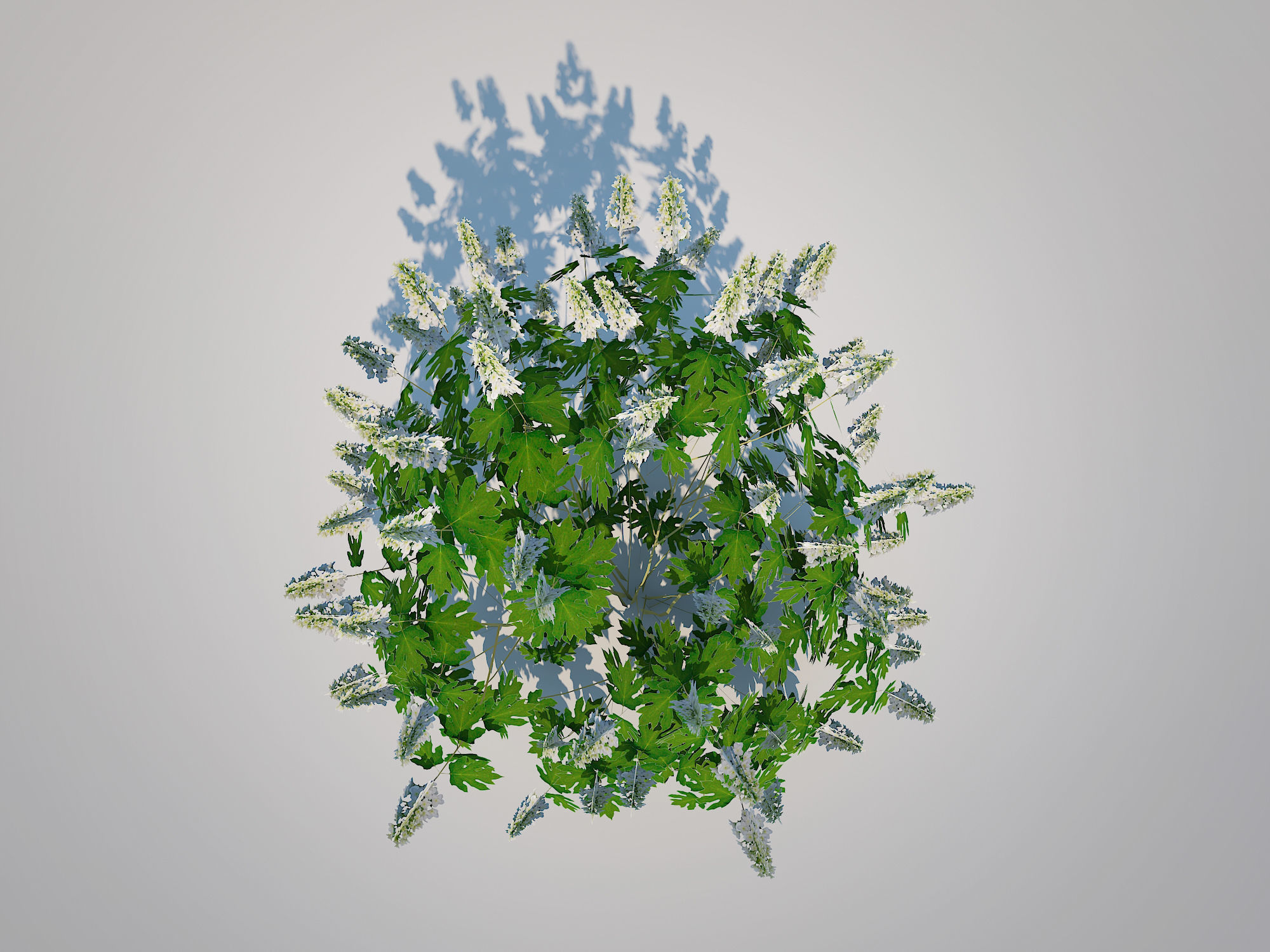 Plant Hydrangea quercifoila-Oakleaf Hydrangea Low-poly 3D model_1