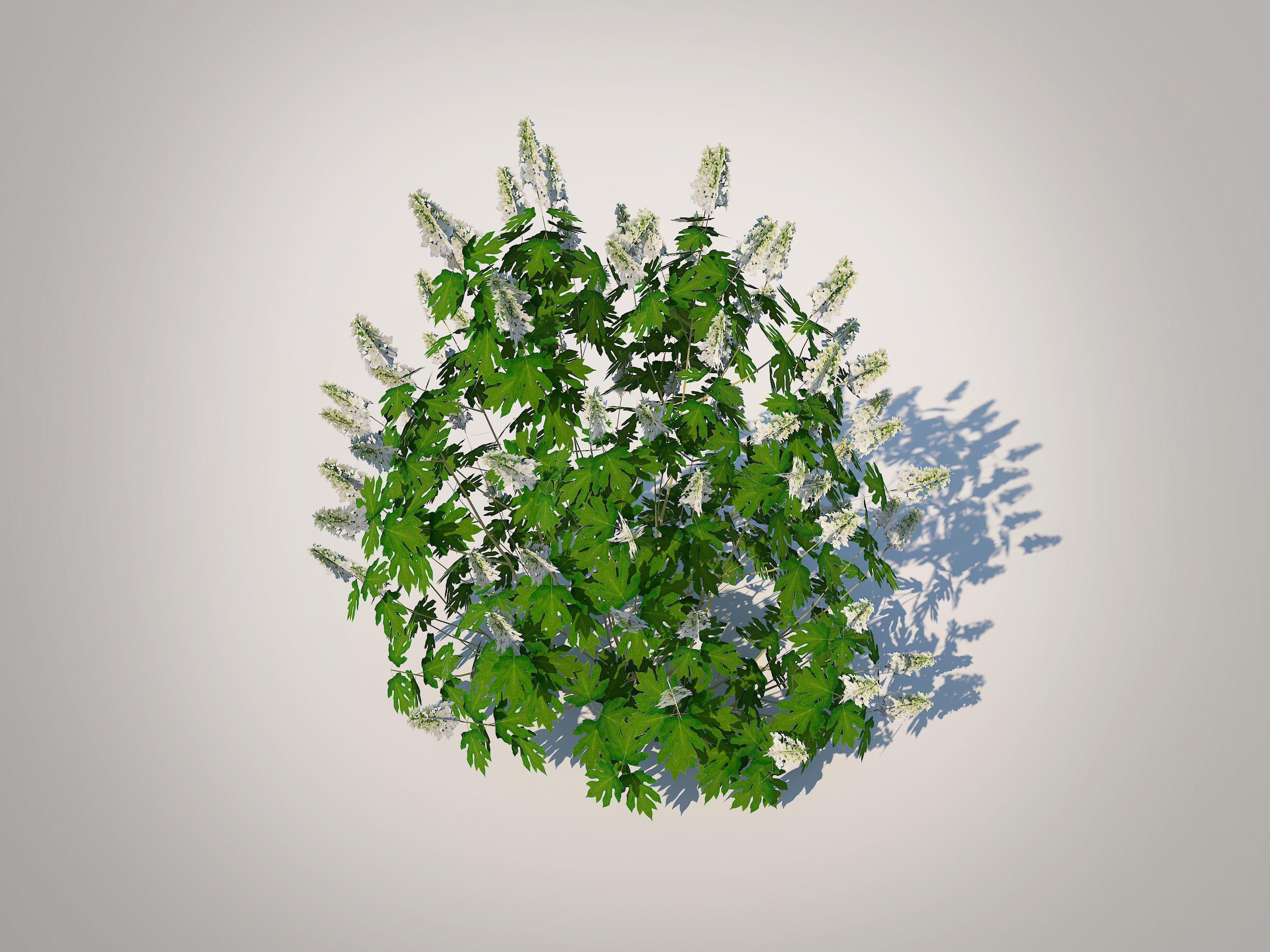 Plant Hydrangea quercifoila-Oakleaf Hydrangea Low-poly 3D model_4