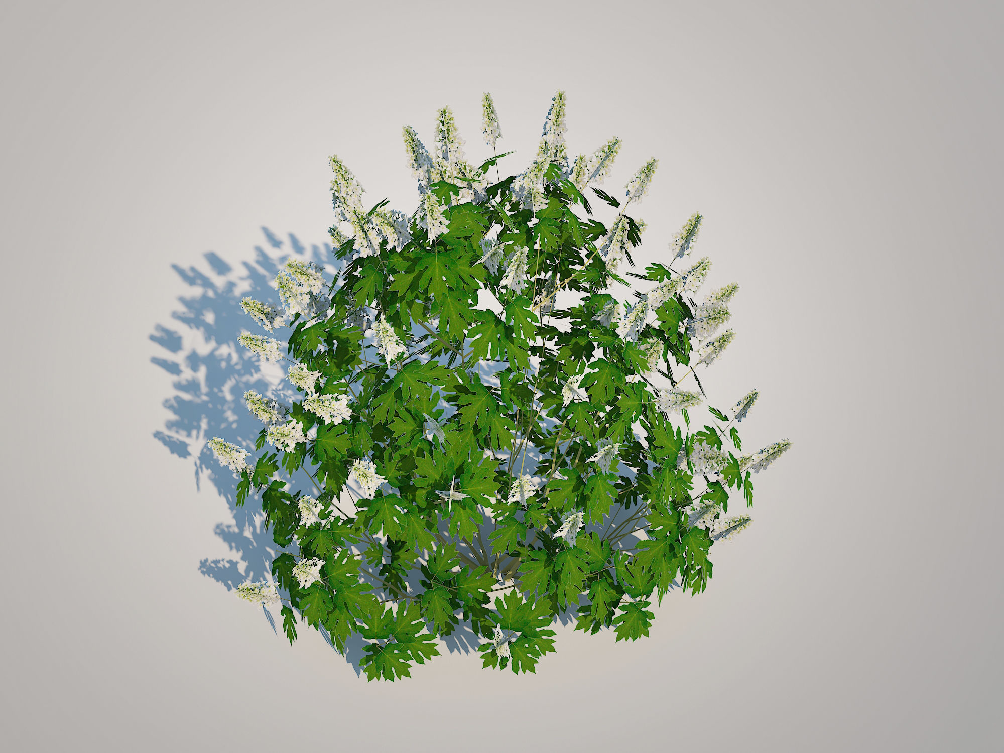 Plant Hydrangea quercifoila-Oakleaf Hydrangea Low-poly 3D model_2
