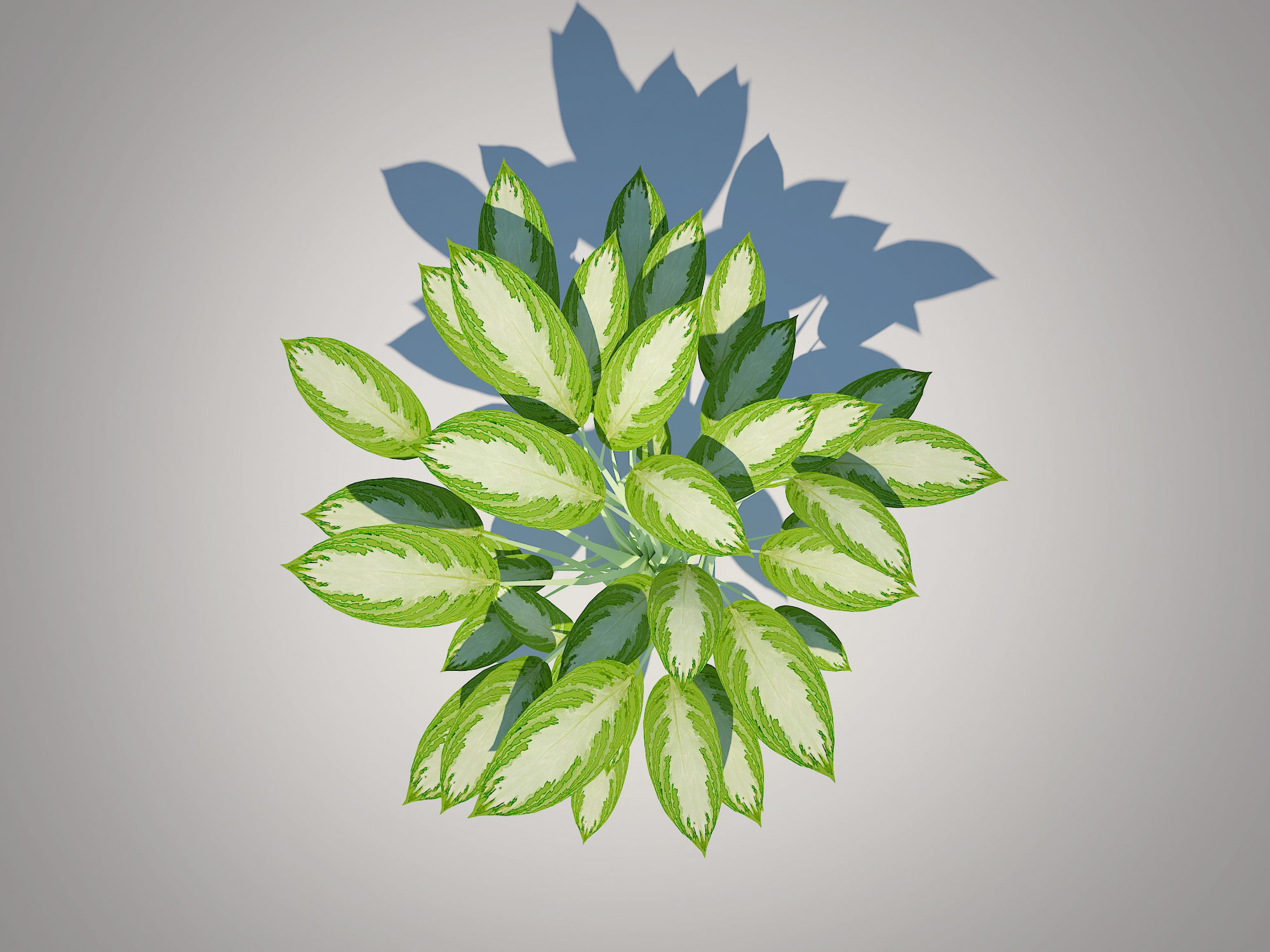 Plant Aglaonema commutatum Low-poly 3D model_1
