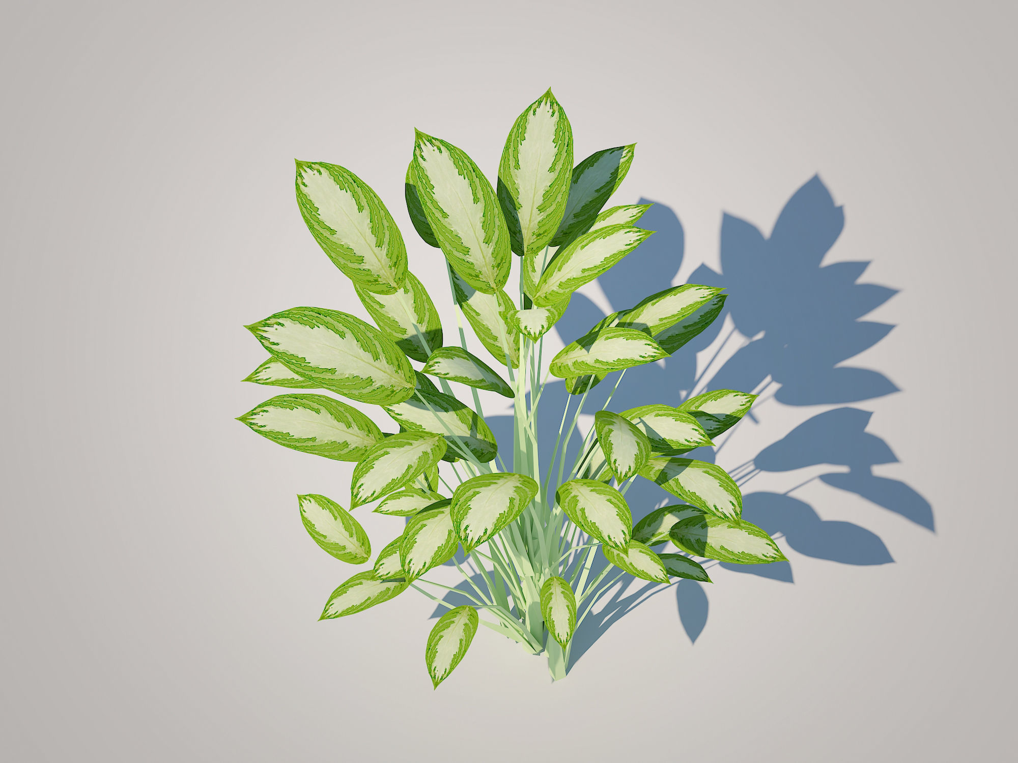 Plant Aglaonema commutatum Low-poly 3D model_3