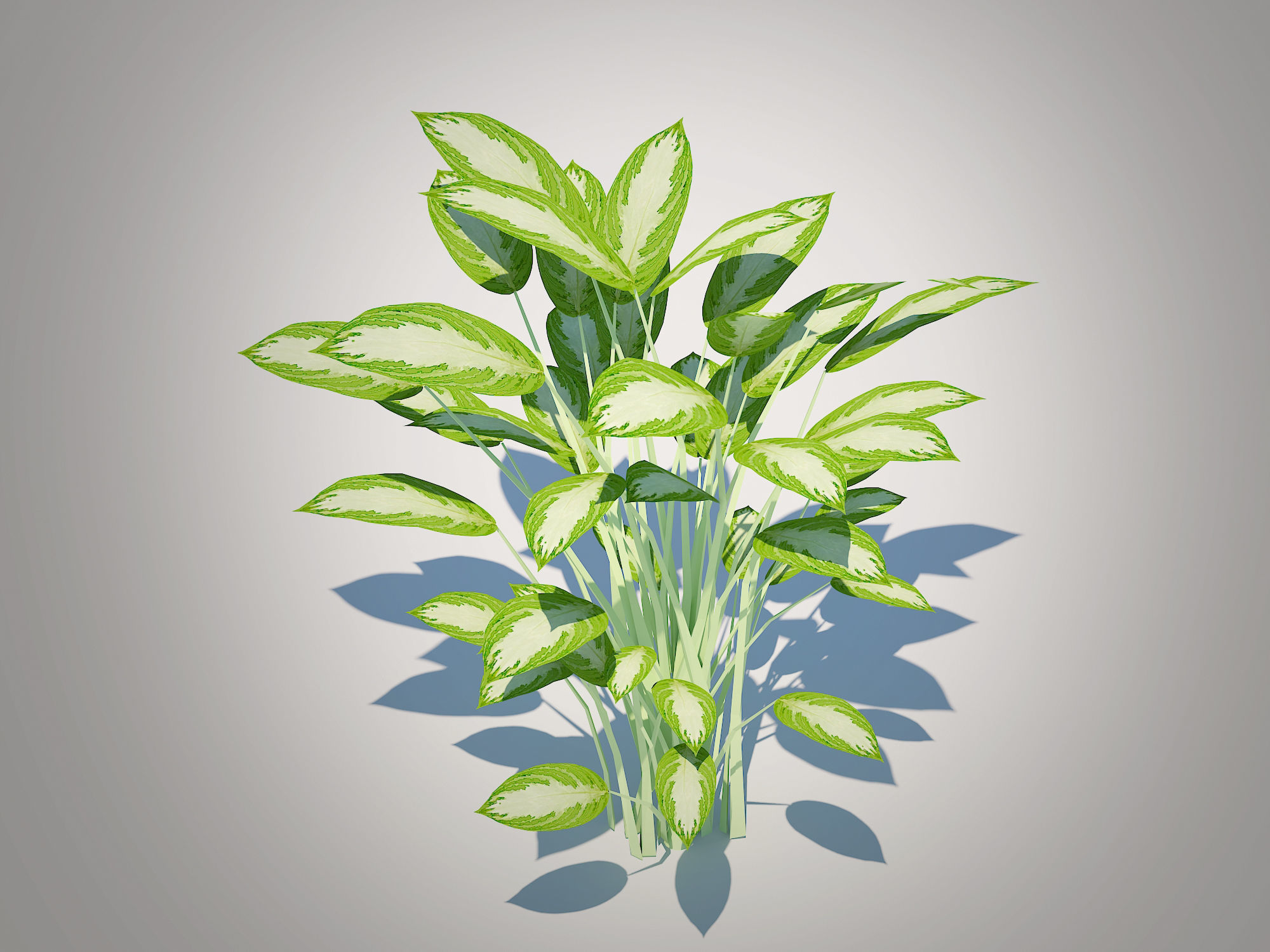 Plant Aglaonema commutatum Low-poly 3D model_2