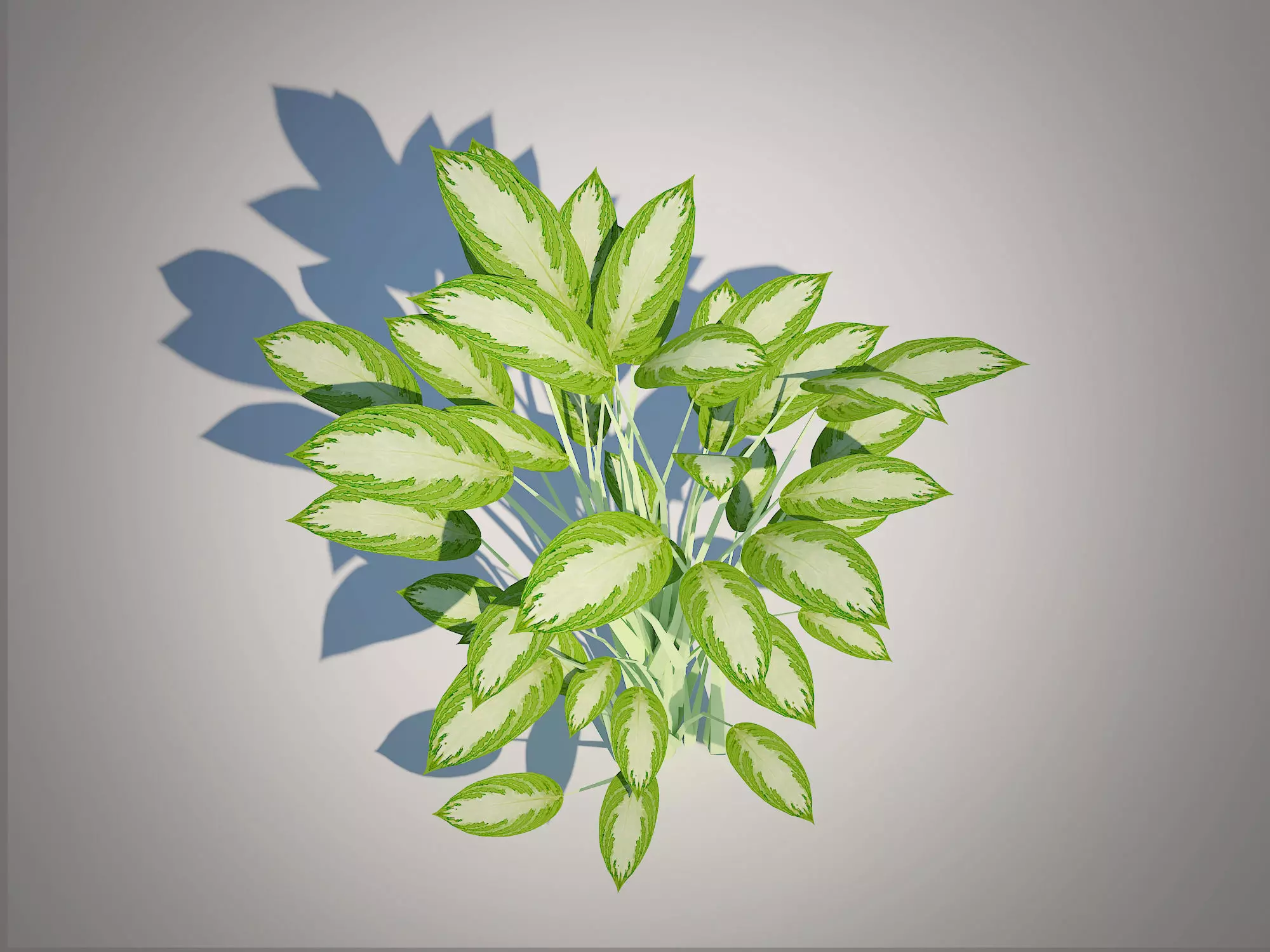 Plant Aglaonema commutatum Low-poly 3D model_0