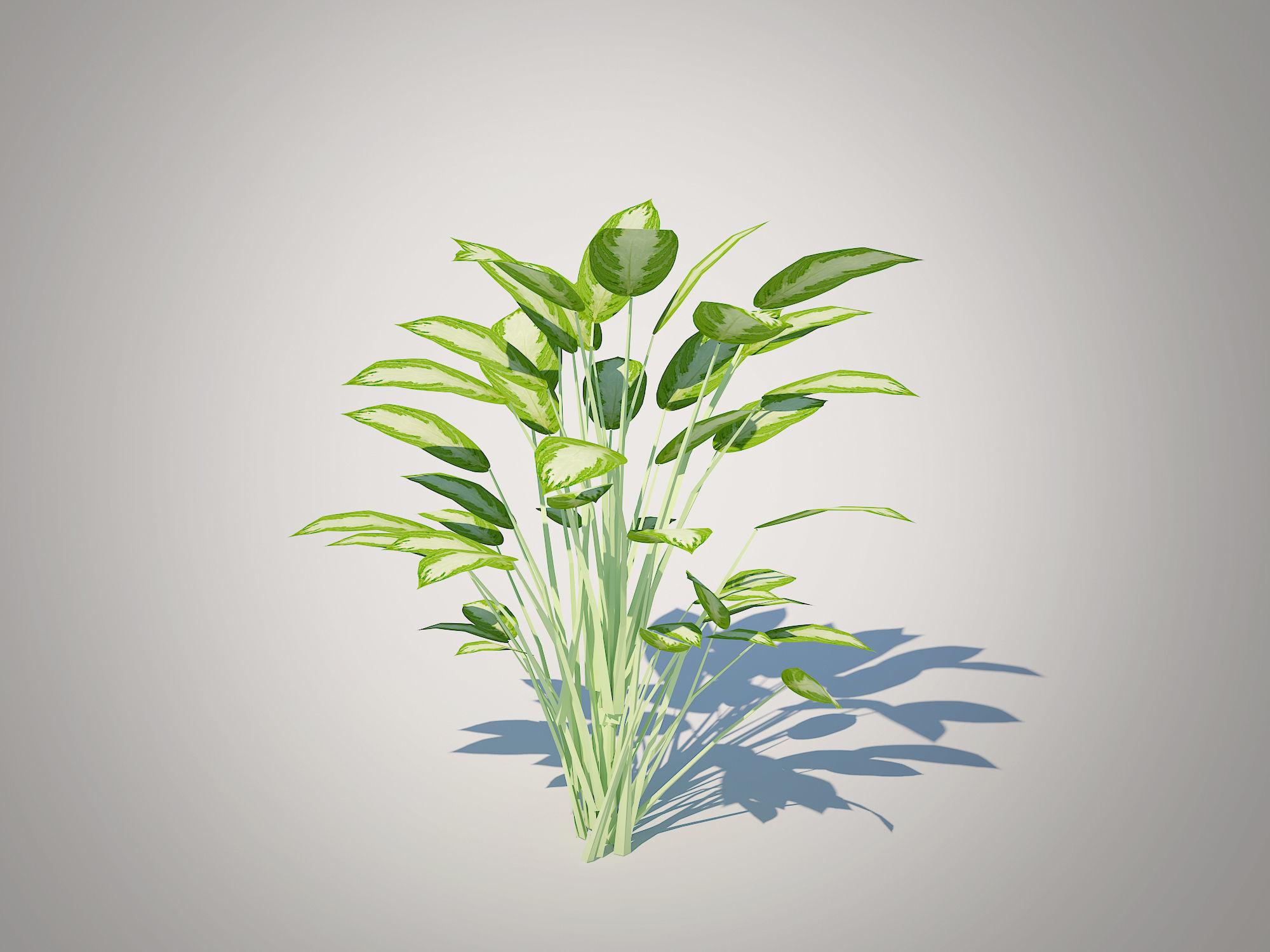 Plant Aglaonema commutatum Low-poly 3D model_5