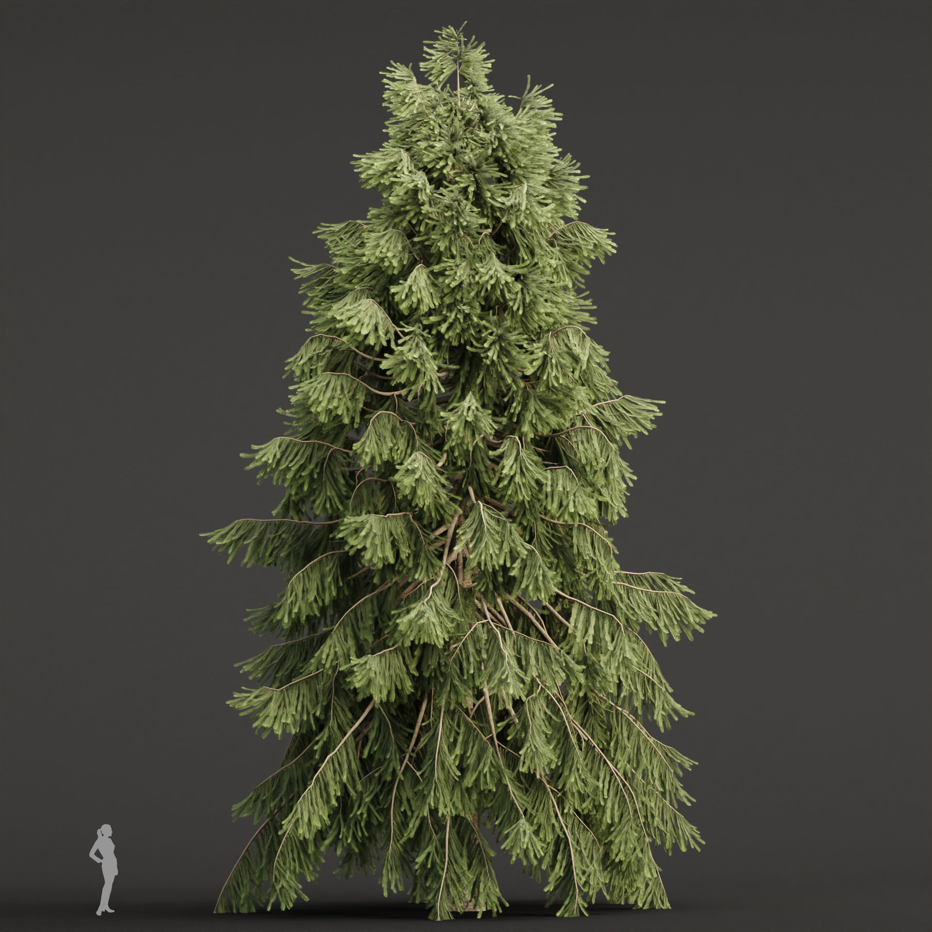 West Himalayan Spruce Trees Collection vol 47 3D model_6