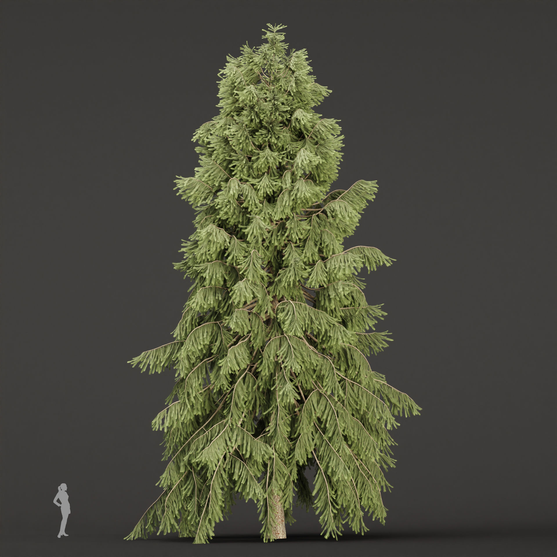 West Himalayan Spruce Trees Collection vol 47 3D model_5