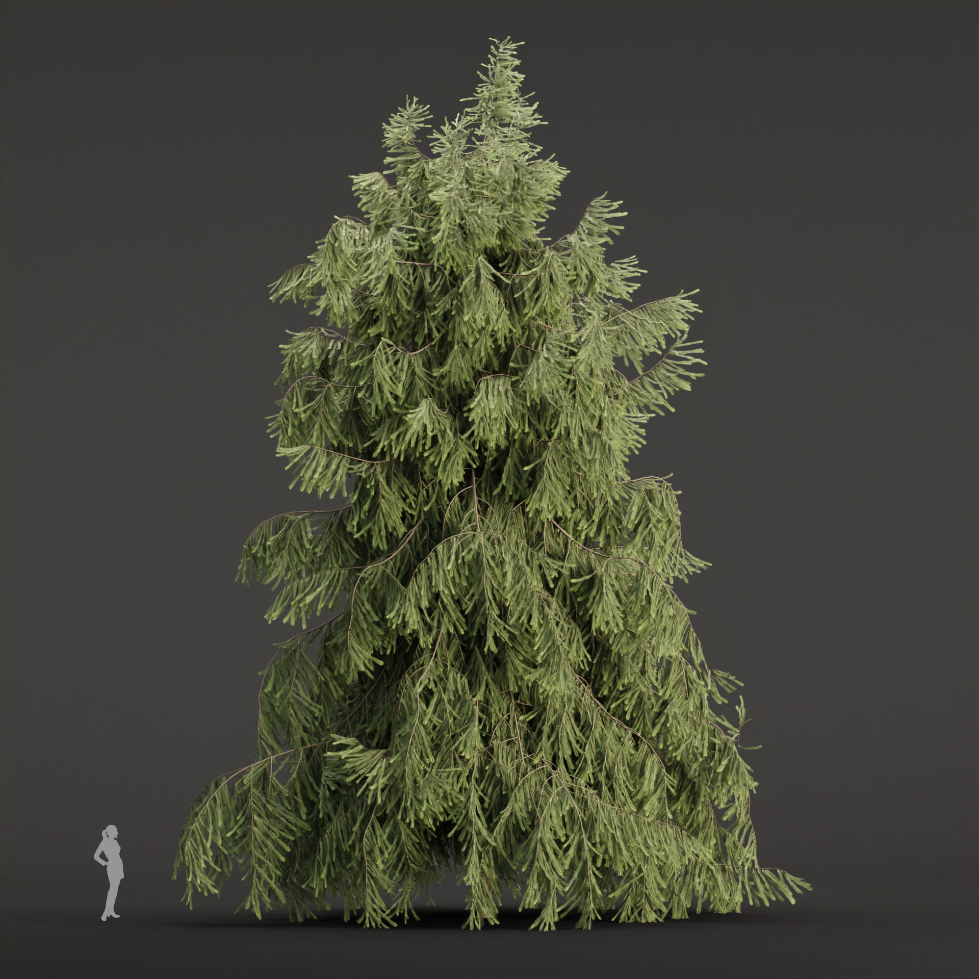West Himalayan Spruce Trees Collection vol 47 3D model_4