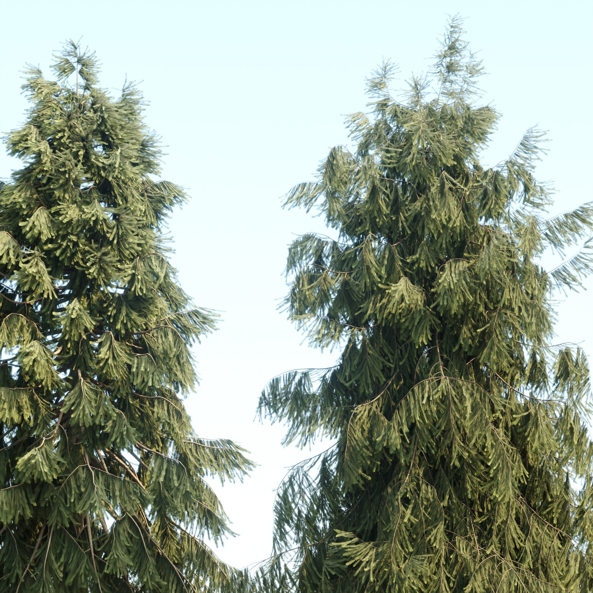 3D Spruce Tree Models for Blender 3D model_2