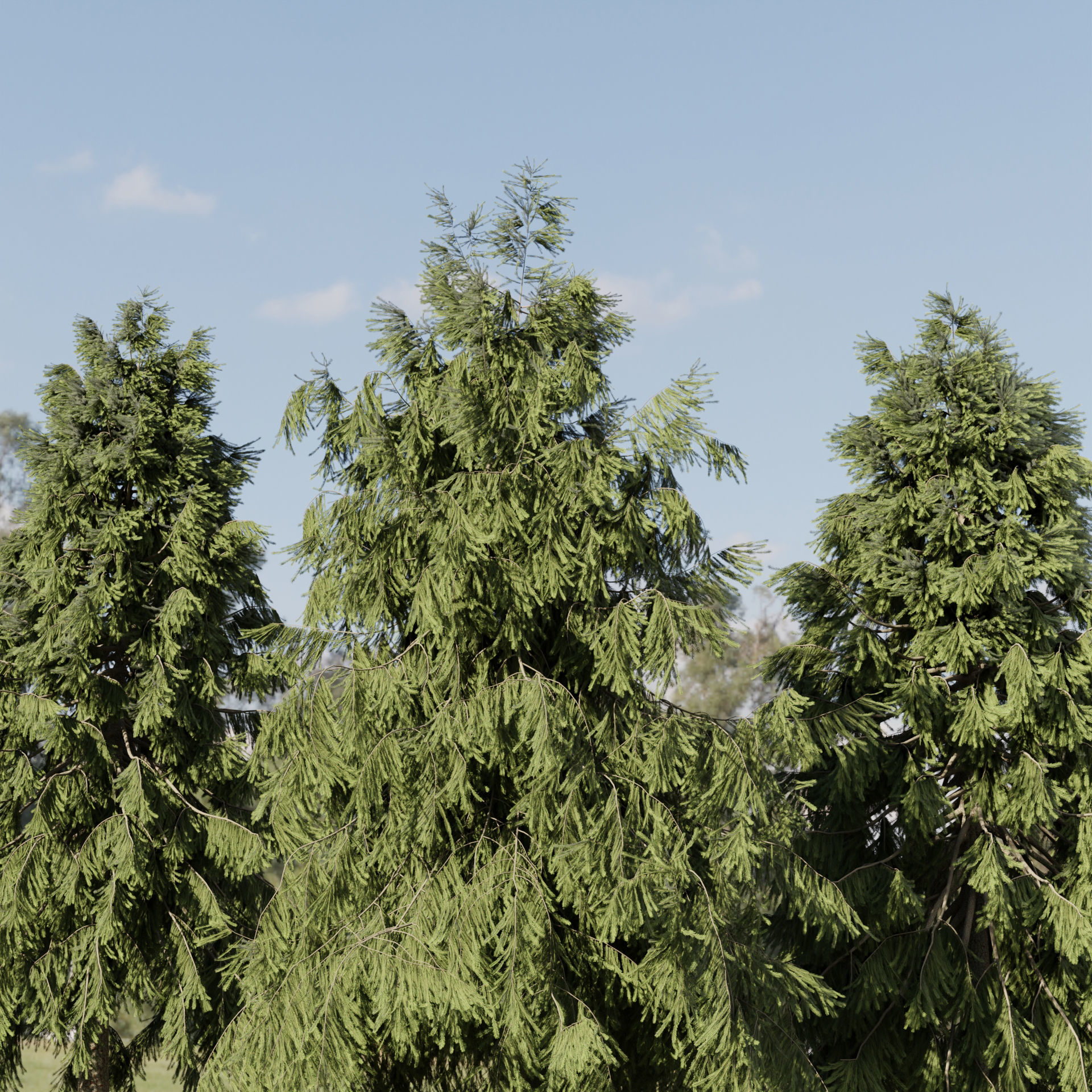 3D Spruce Tree Models for Blender 3D model_1