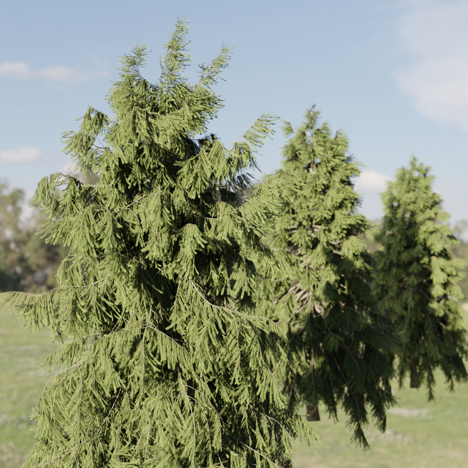 3D Spruce Tree Models for Blender 3D model_3