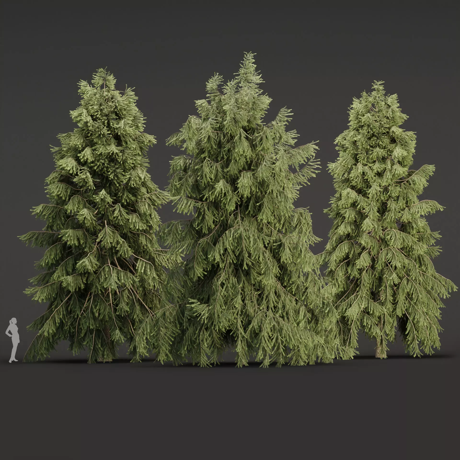 3D Spruce Tree Models for Blender 3D model_0