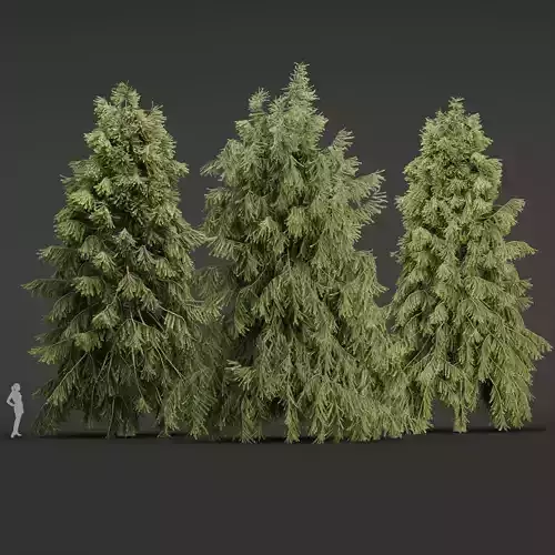 3D Spruce Tree Models for Blender 3D model