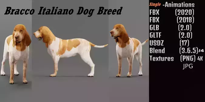 Bracco Italiano Dog