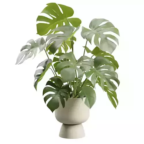 Monstera Deliciosa Beige Planter
