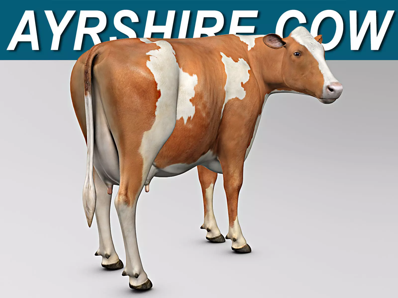 Cow Ayrshire 3D model_0