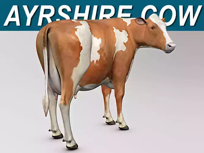 Cow Ayrshire 3D model