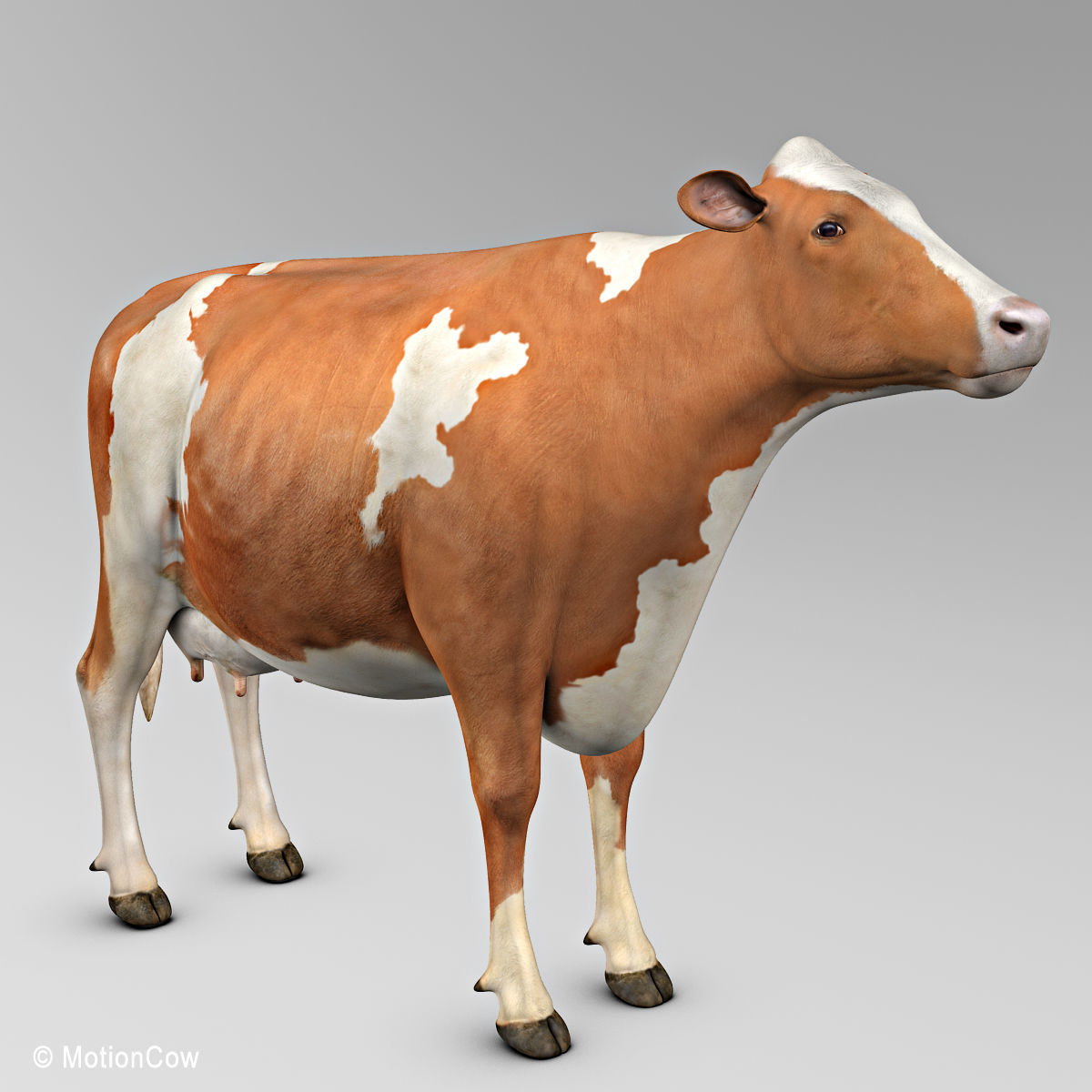 Cow Ayrshire 3D model_12
