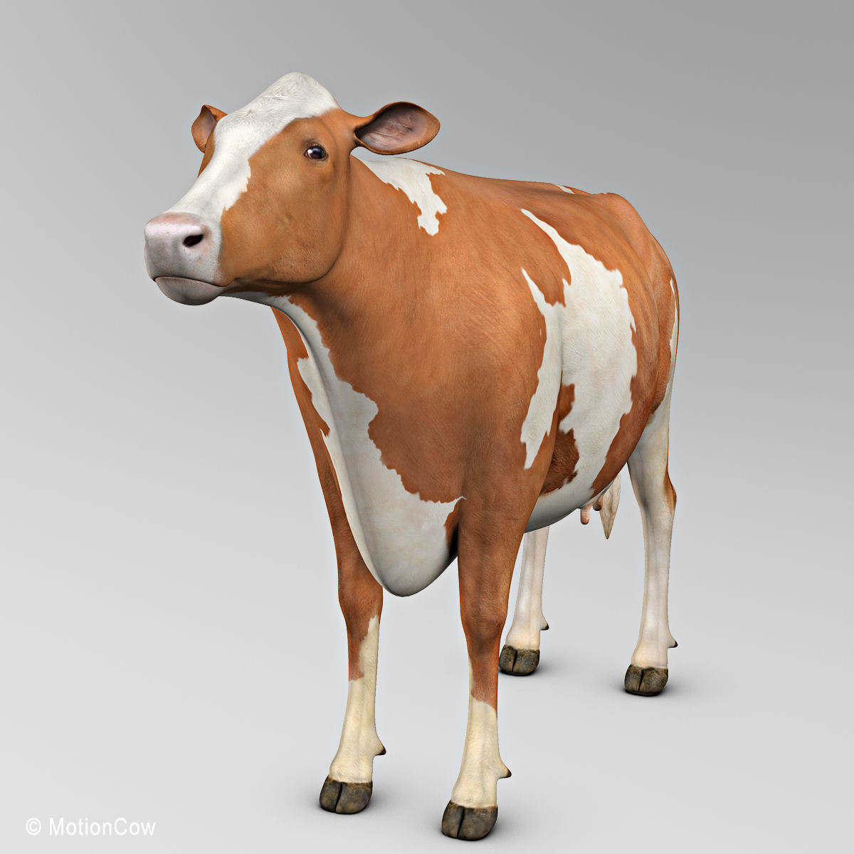 Cow Ayrshire 3D model_8