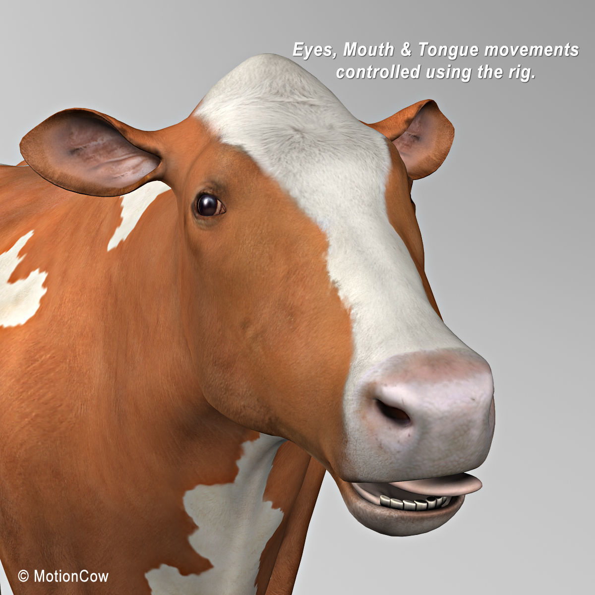 Cow Ayrshire 3D model_15