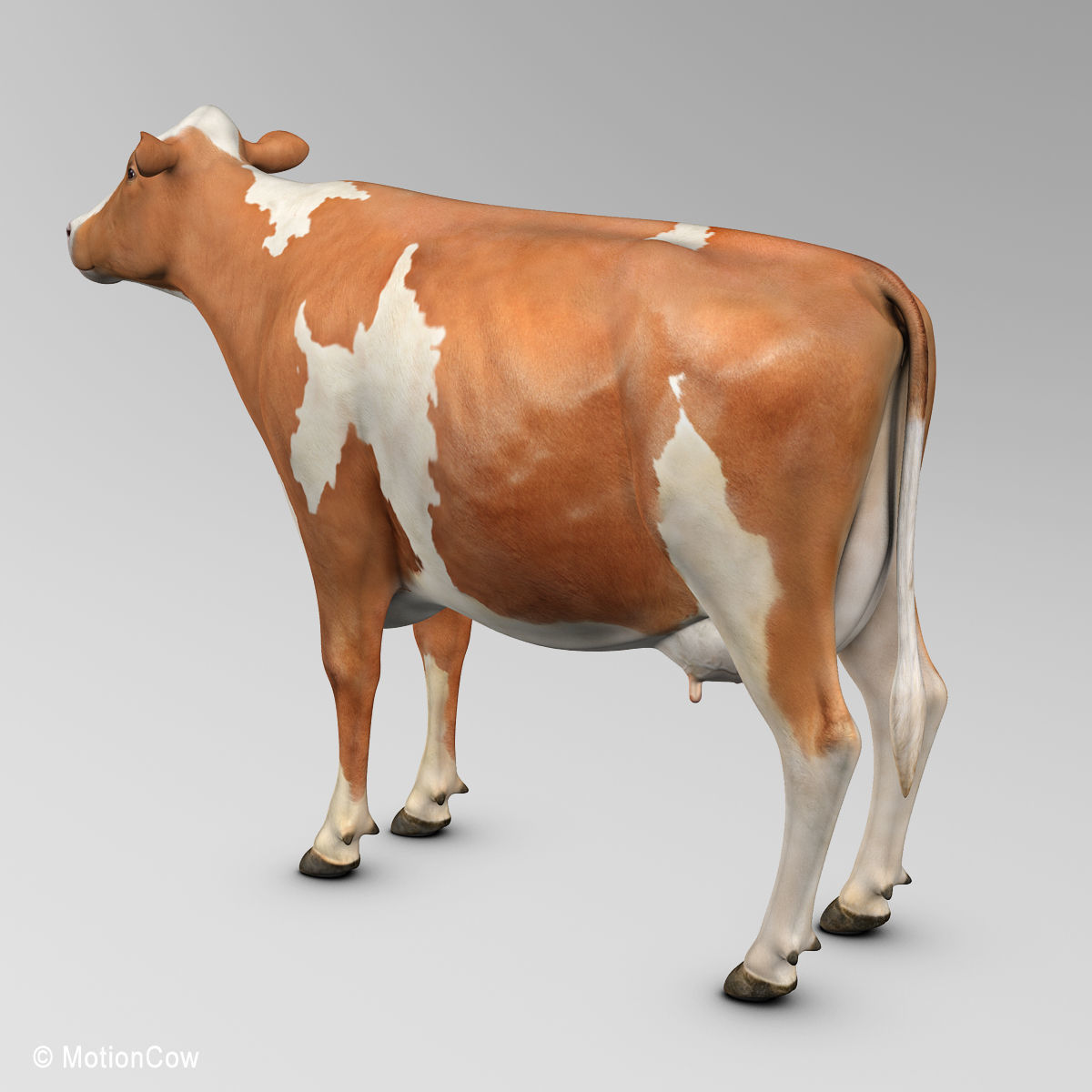 Cow Ayrshire 3D model_11