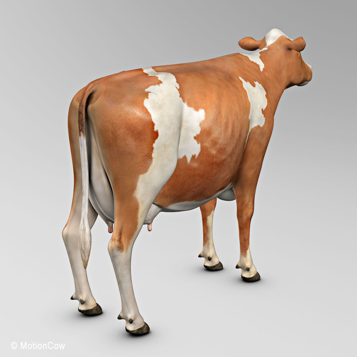 Cow Ayrshire 3D model_9