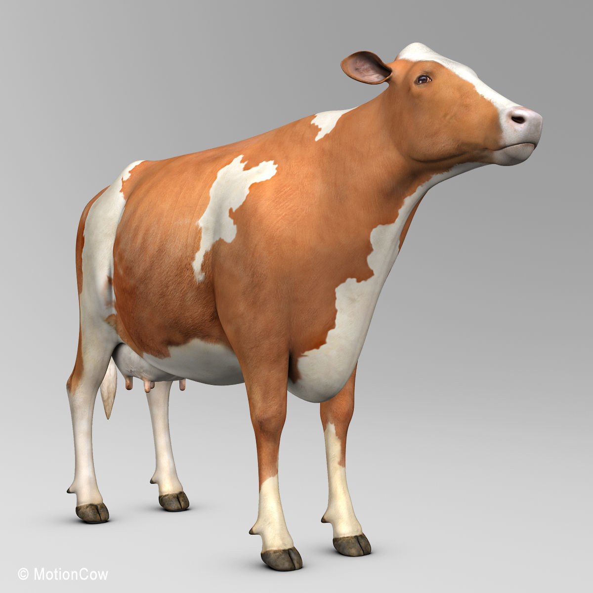 Cow Ayrshire 3D model_13