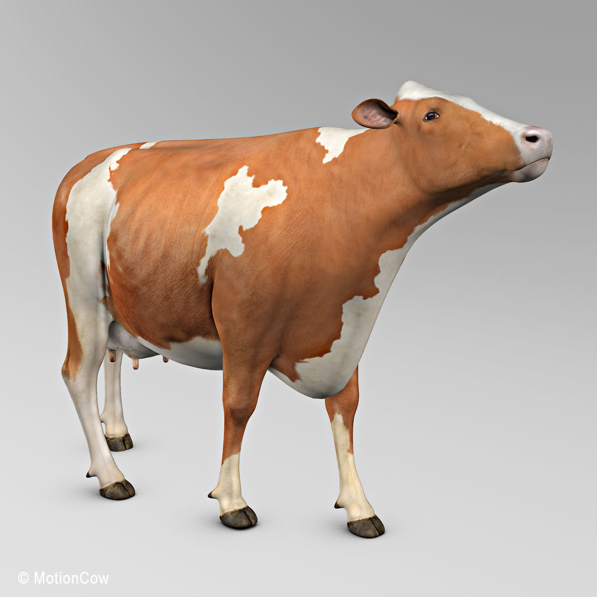 Cow Ayrshire 3D model_4