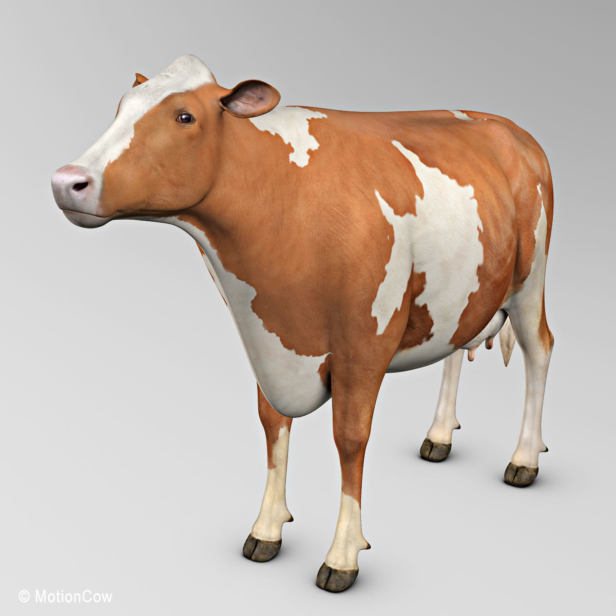 Cow Ayrshire 3D model_7