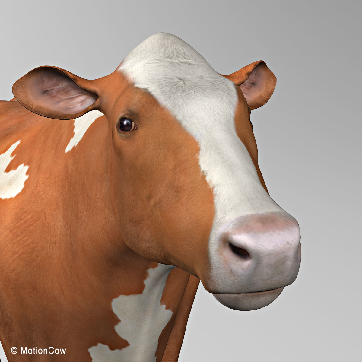 Cow Ayrshire 3D model_14