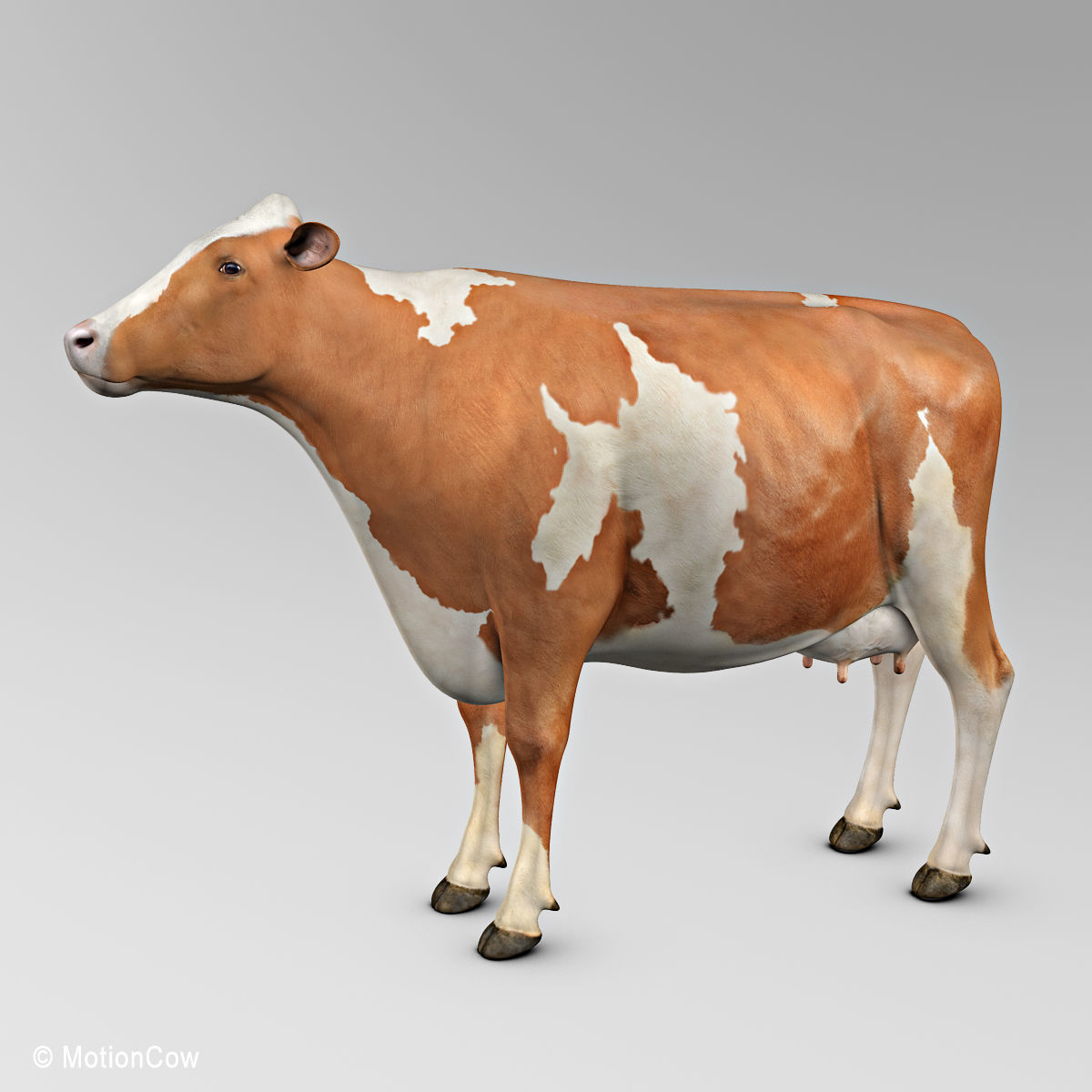 Cow Ayrshire 3D model_17