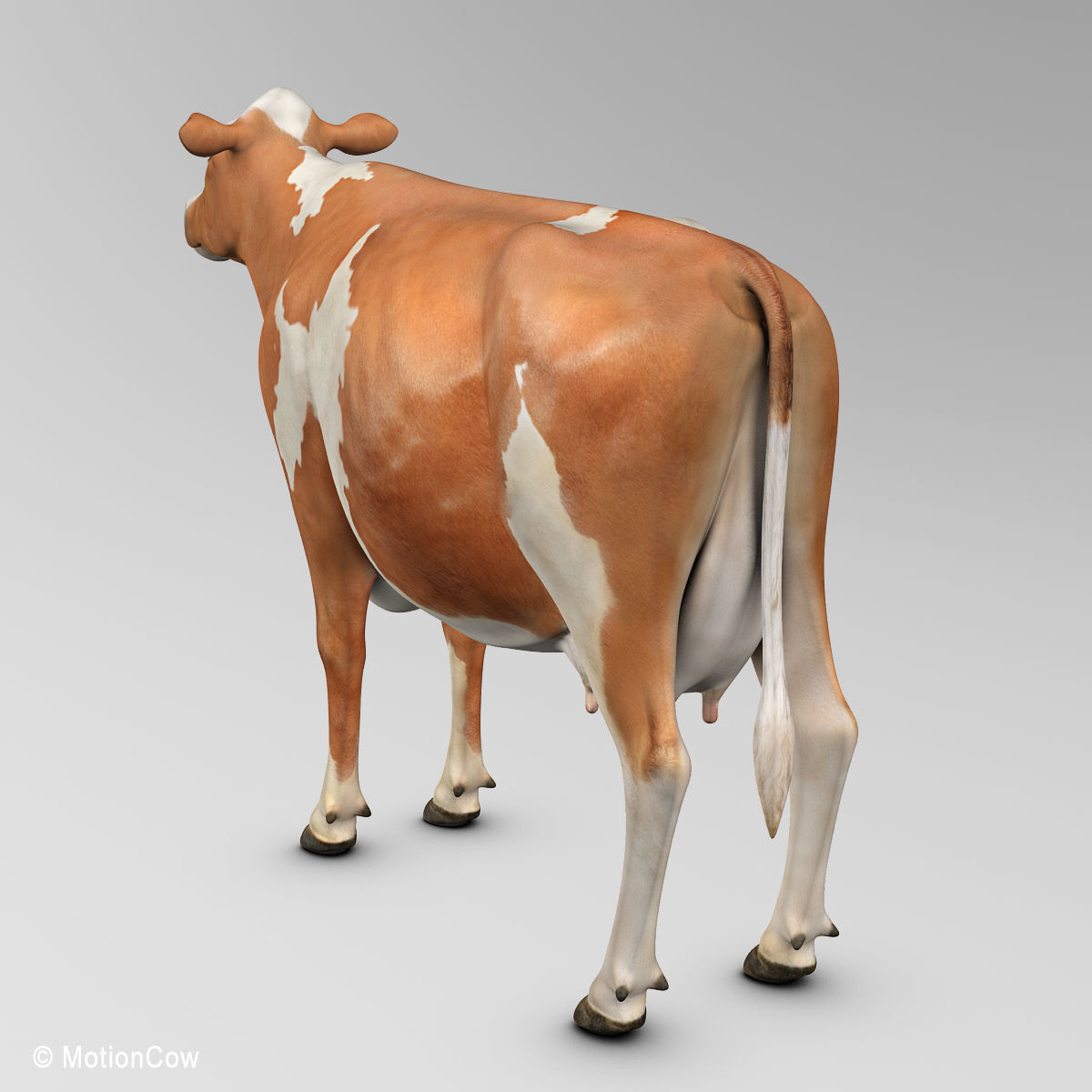 Cow Ayrshire 3D model_10