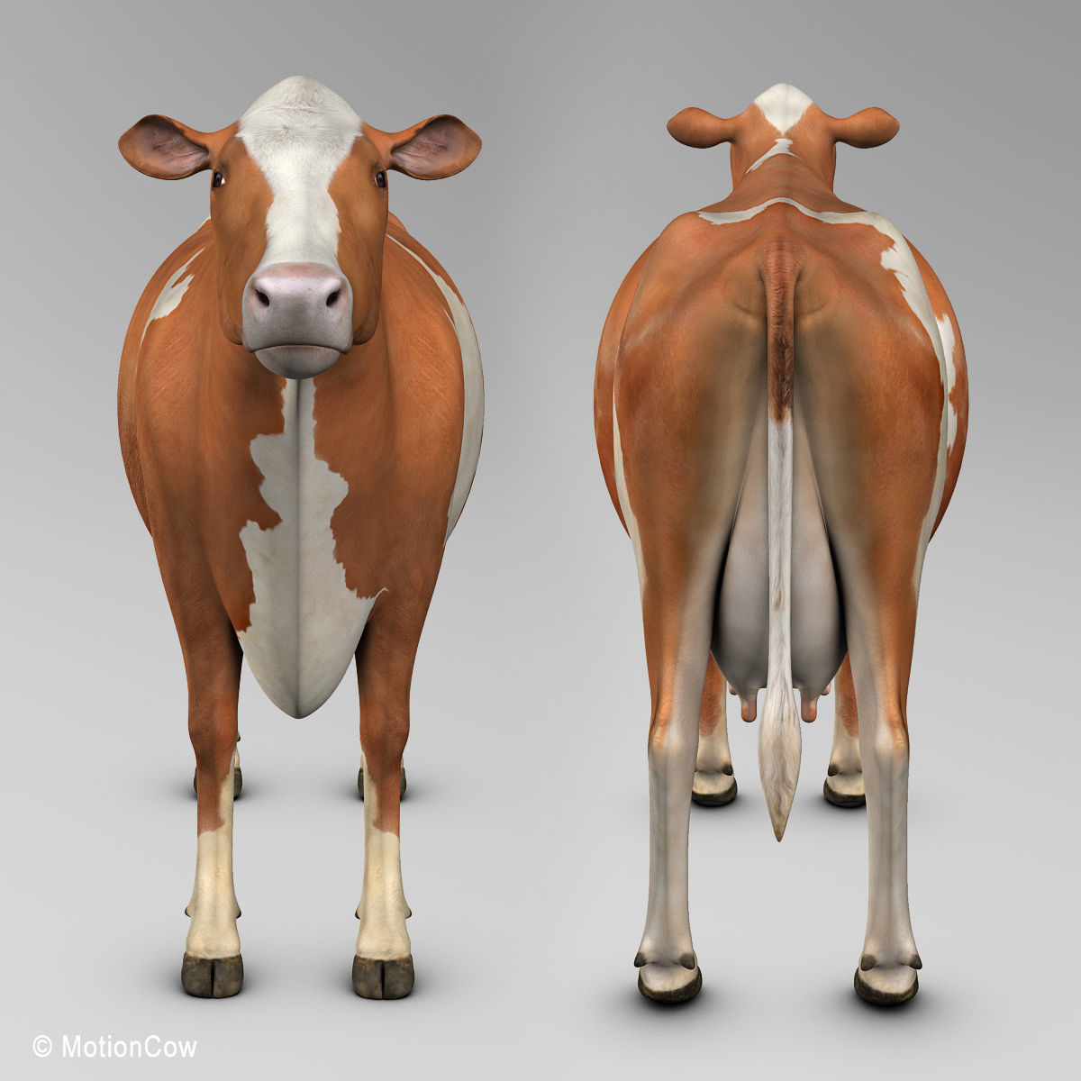 Cow Ayrshire 3D model_16