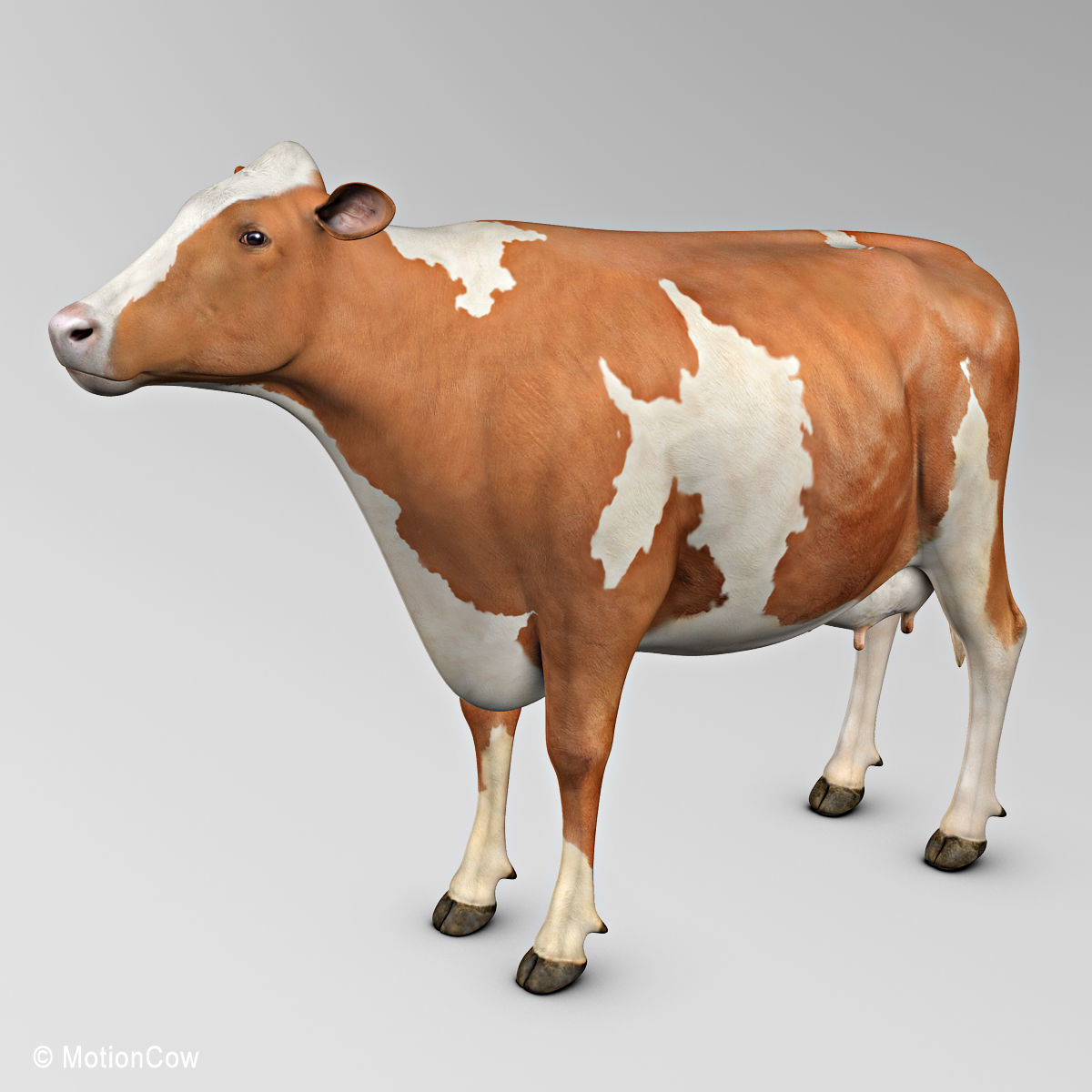 Cow Ayrshire 3D model_3