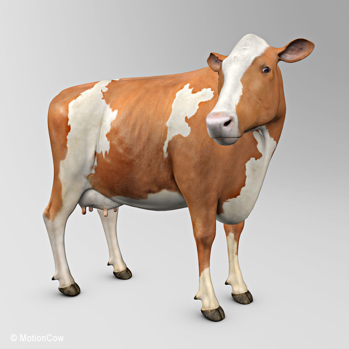 Cow Ayrshire 3D model_2
